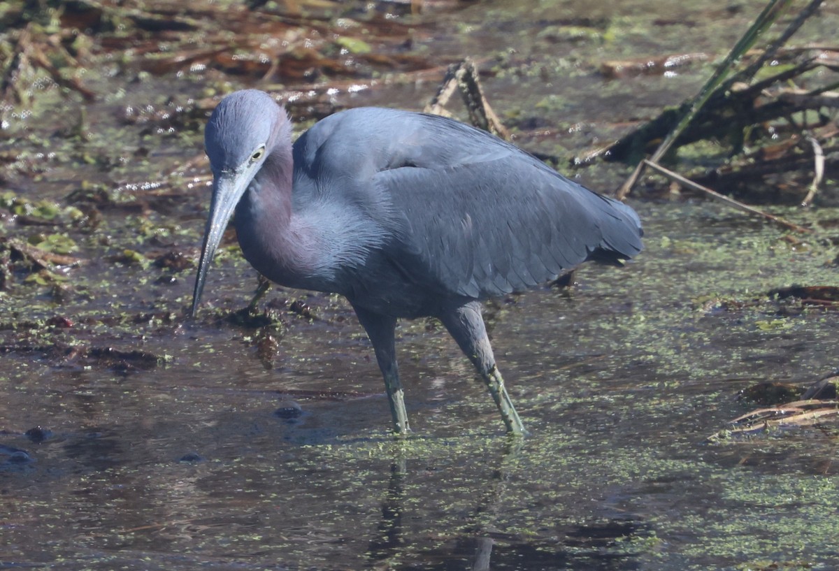 Blaureiher - ML647714217