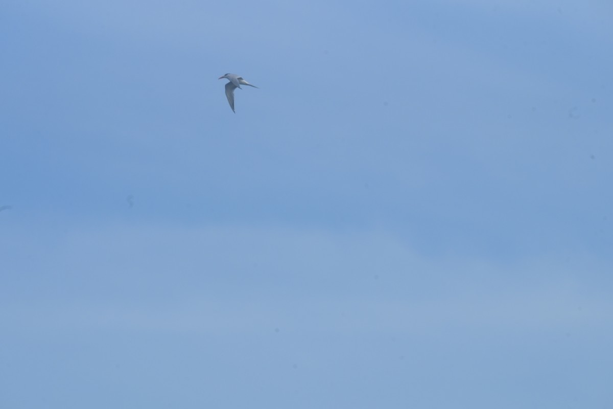 Königsseeschwalbe - ML647714221