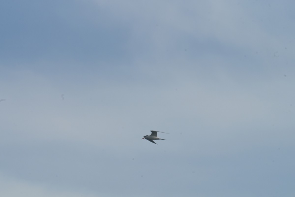 Königsseeschwalbe - ML647714222