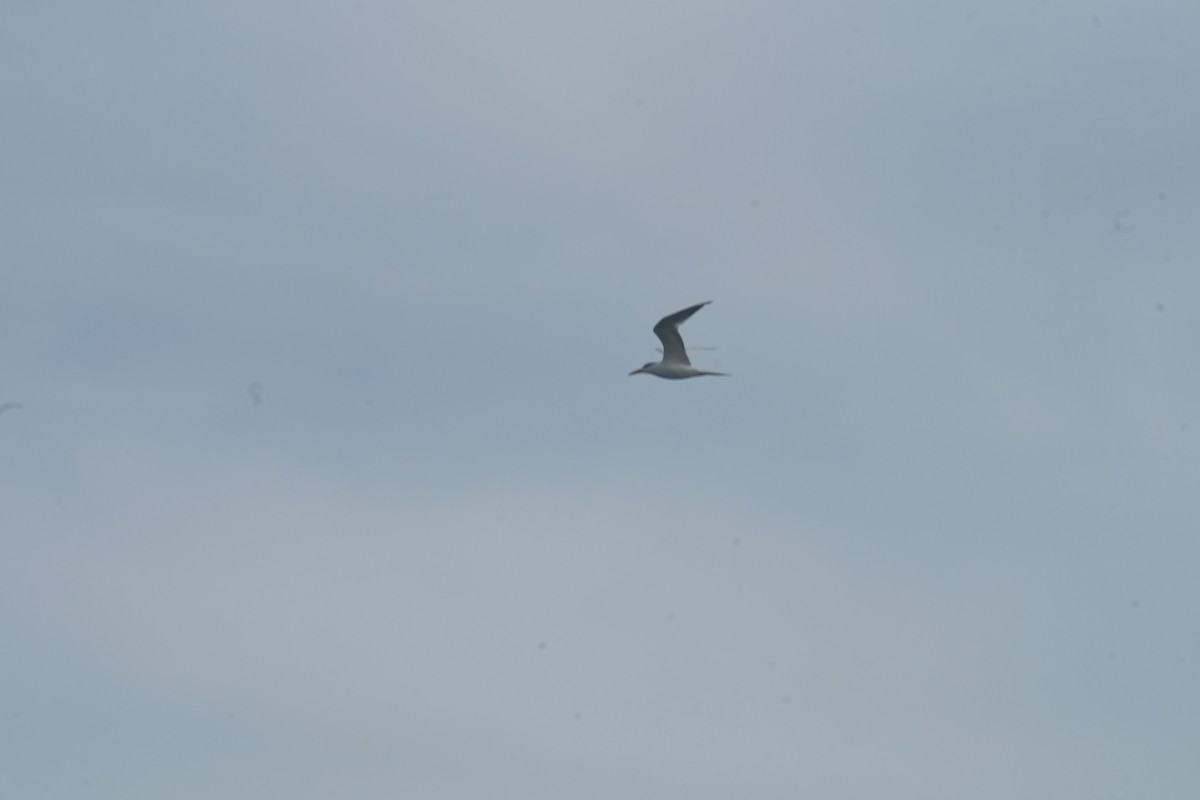 Königsseeschwalbe - ML647714223