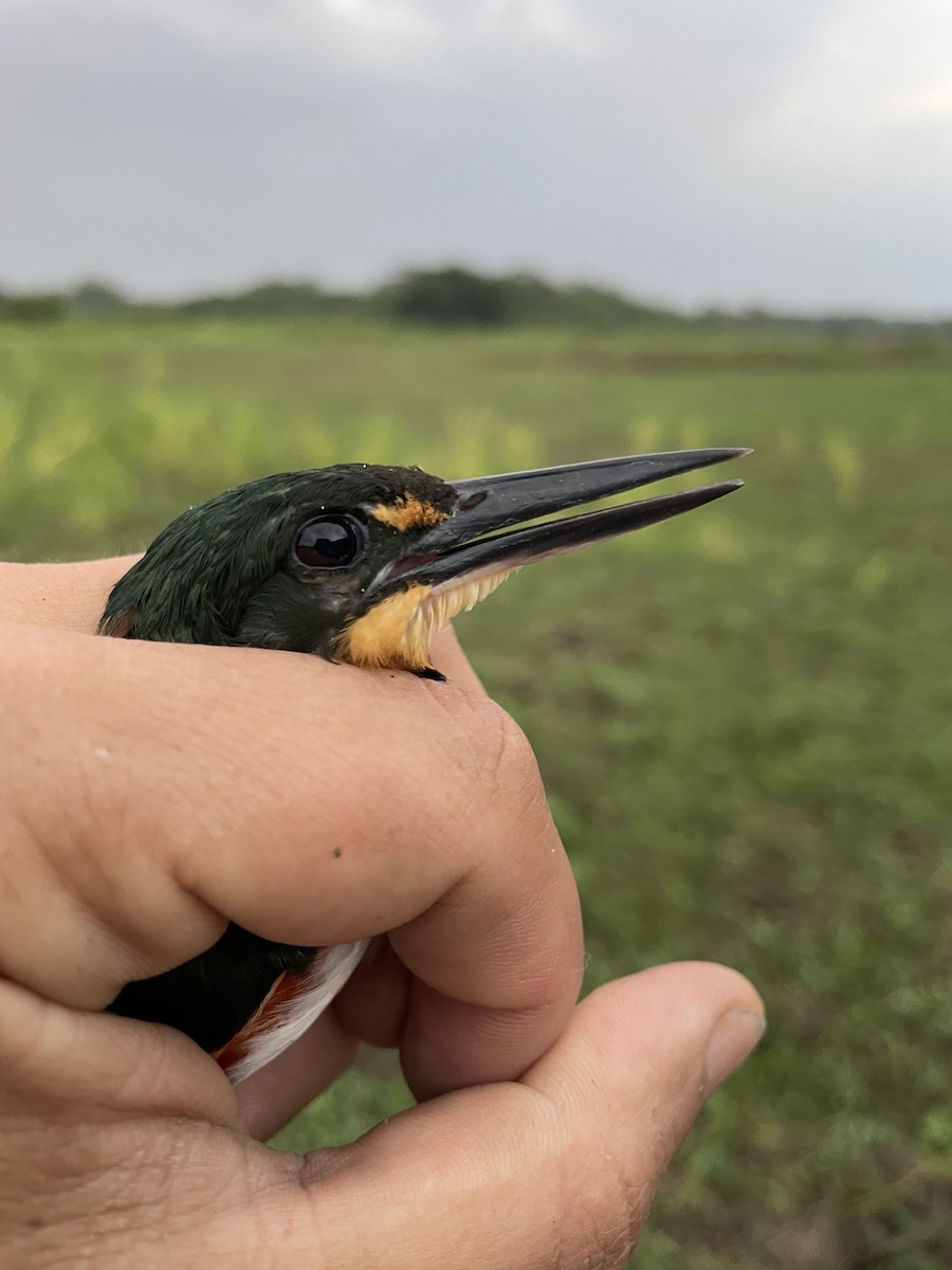 Erzfischer - ML647714230