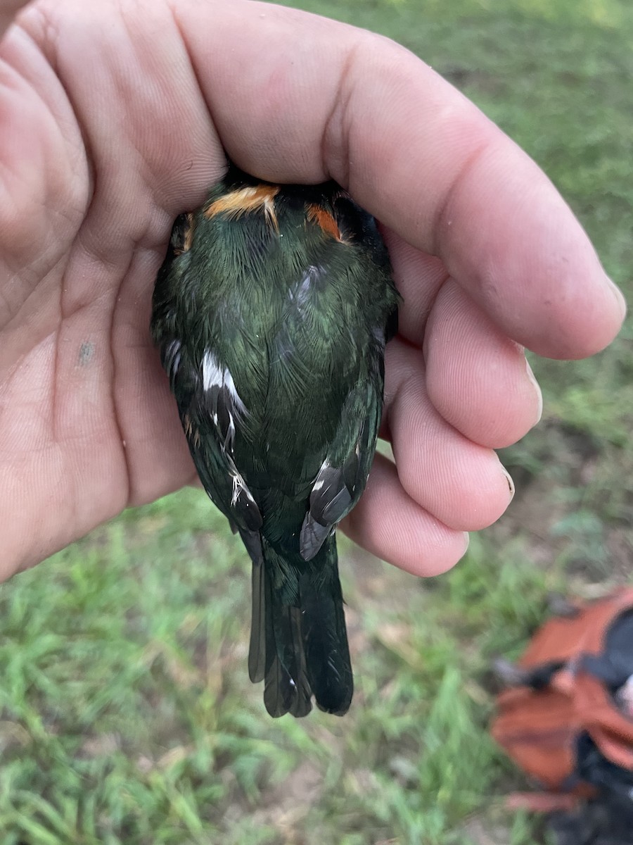 Erzfischer - ML647714232