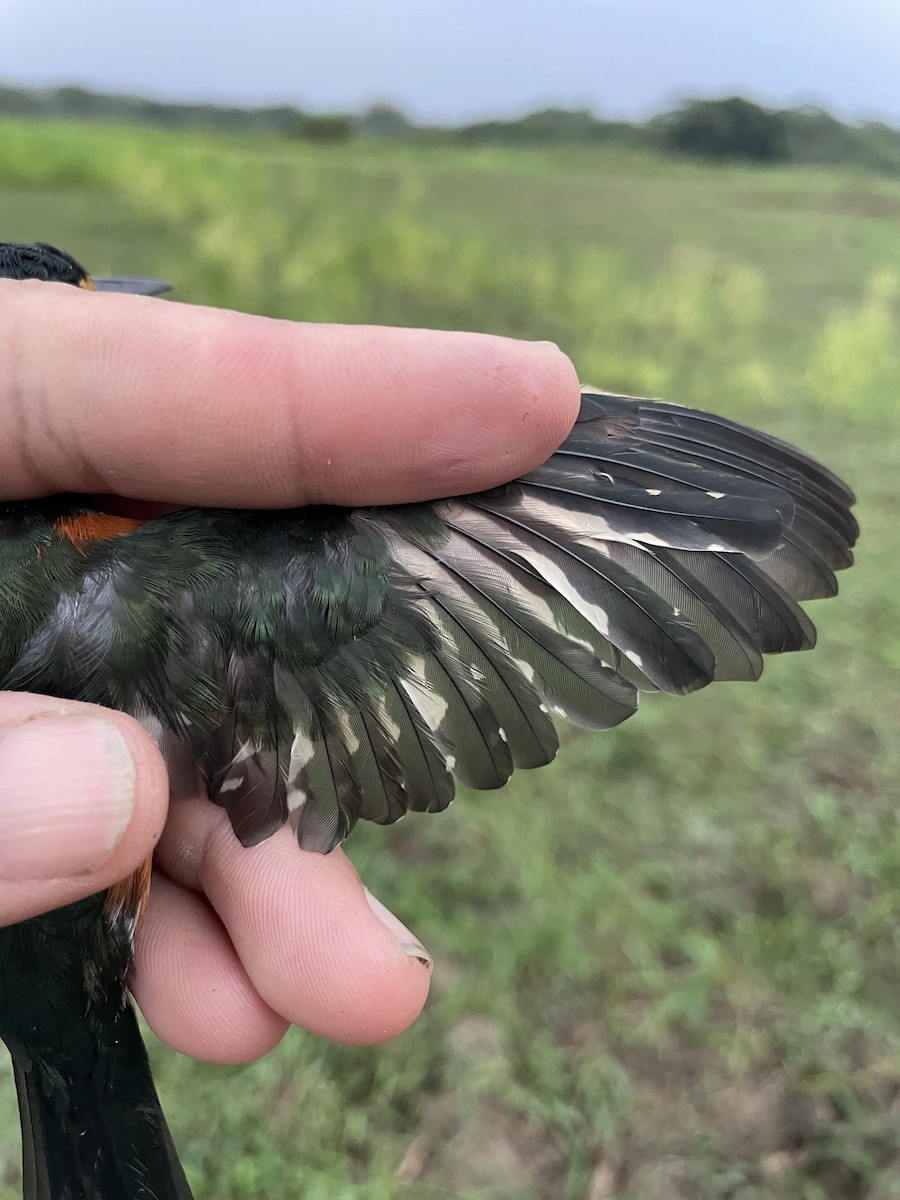 Erzfischer - ML647714234