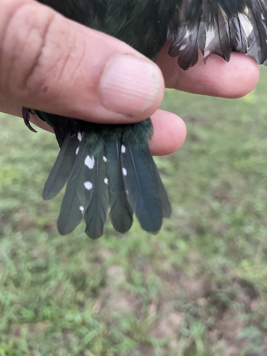 Erzfischer - ML647714235