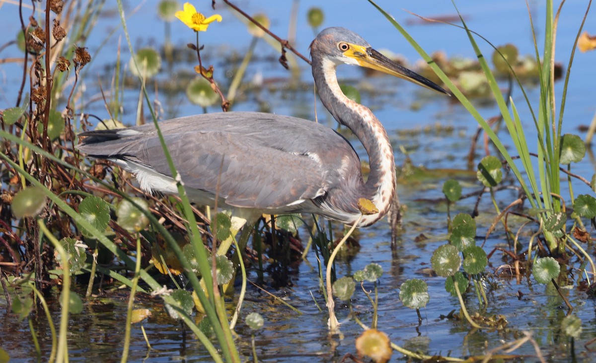 Dreifarbenreiher - ML647714237