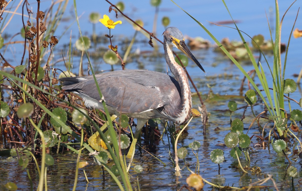 Dreifarbenreiher - ML647714238