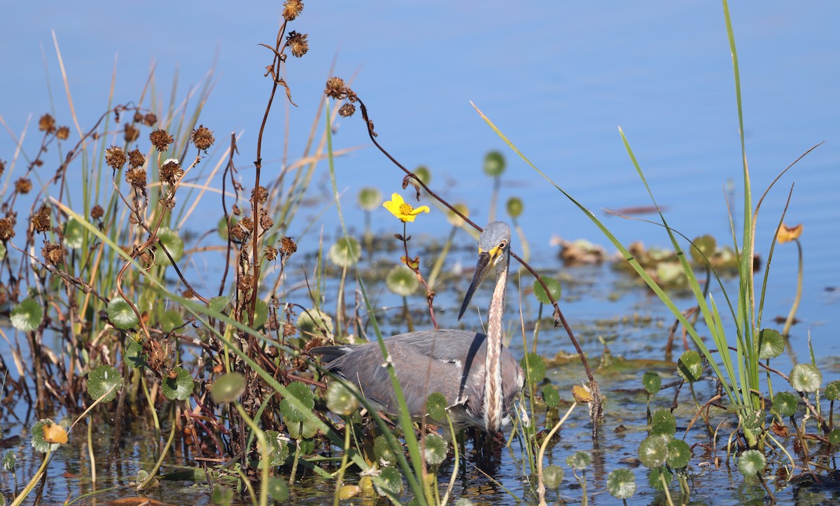 Dreifarbenreiher - ML647714239