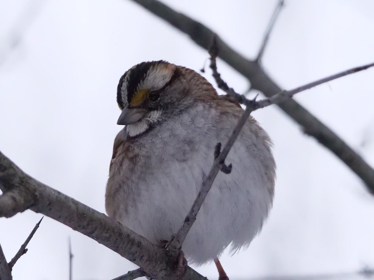 Weißkehlammer - ML647714240