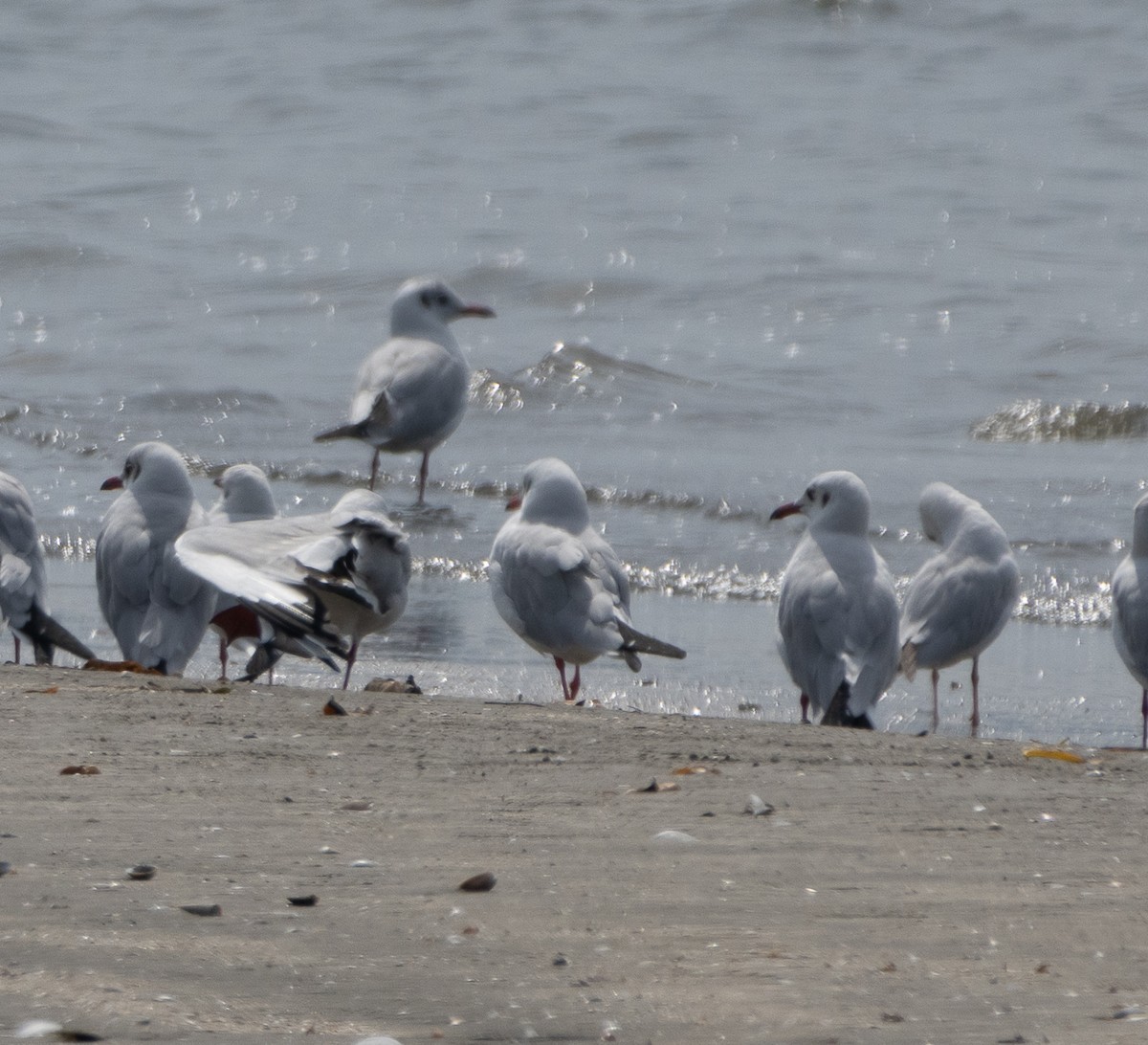 Brown-headed Gull - ML647714266