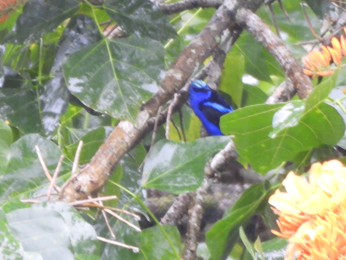 Танагра-медоїд бірюзова - ML647714271