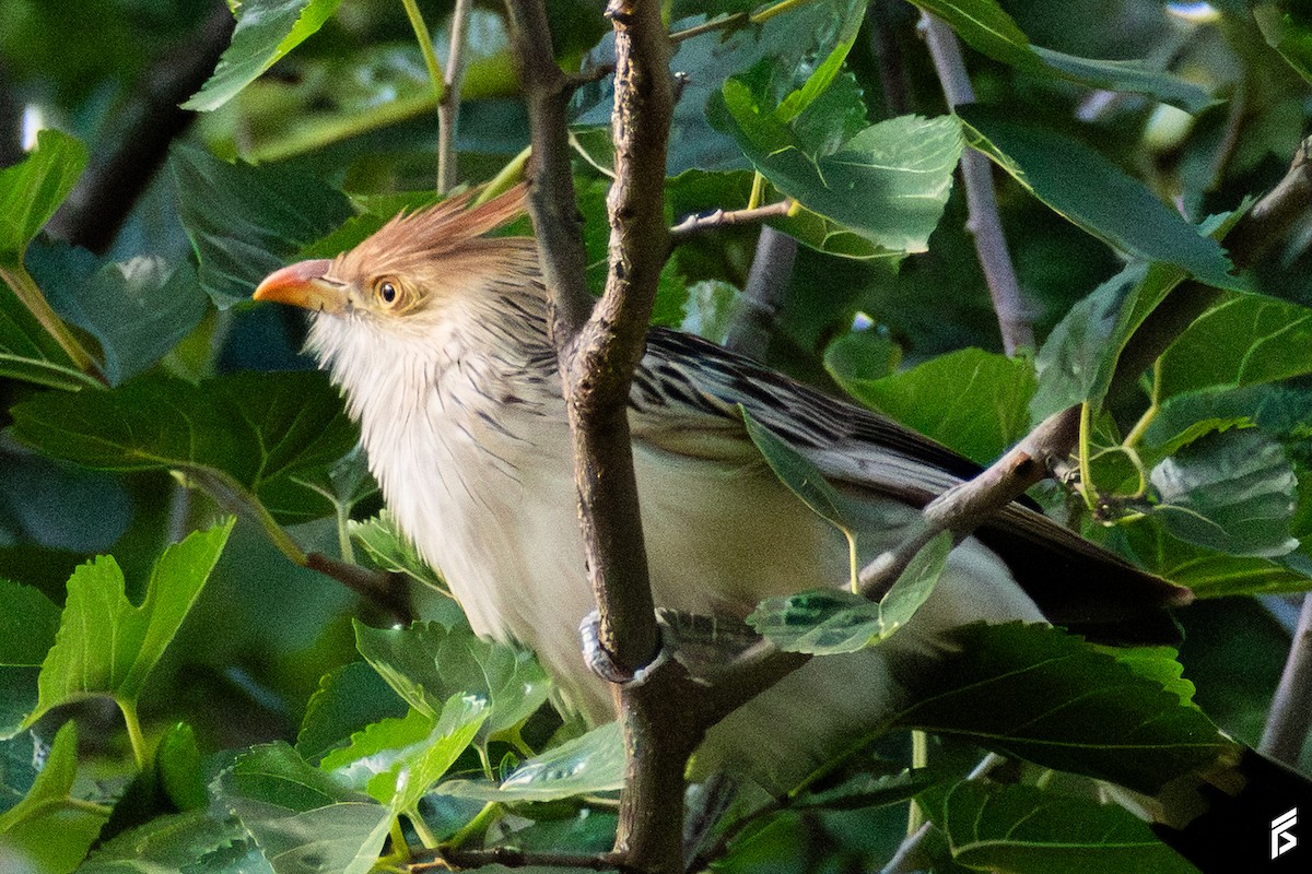 Guira Guguğu - ML647714287