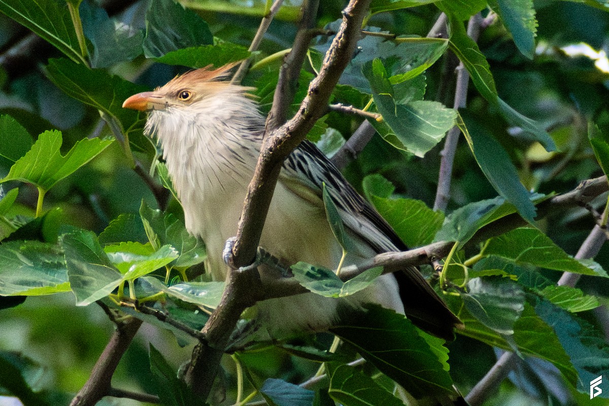 Guira Guguğu - ML647714288