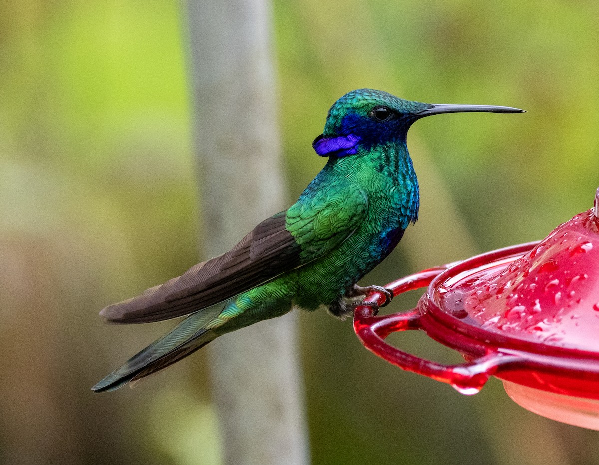 Колібрі синьочеревий - ML647714302