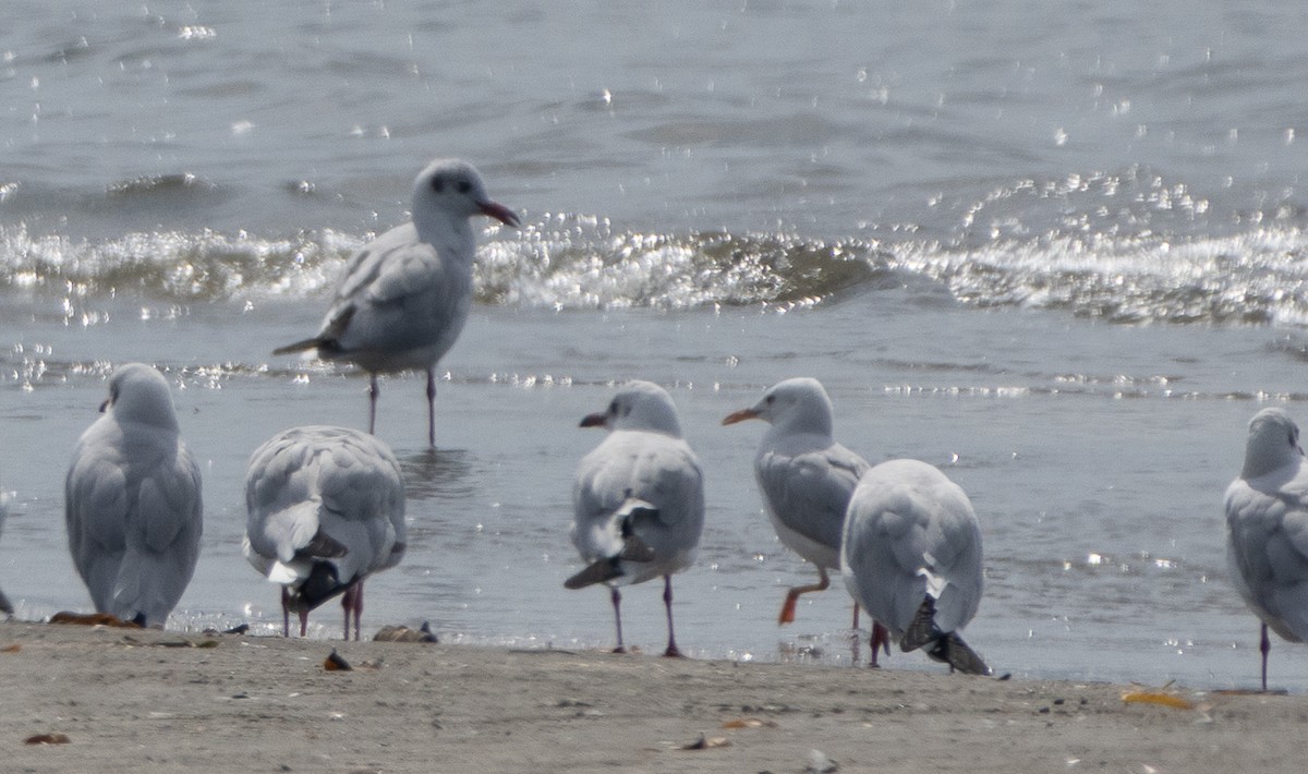 Brown-headed Gull - ML647714308