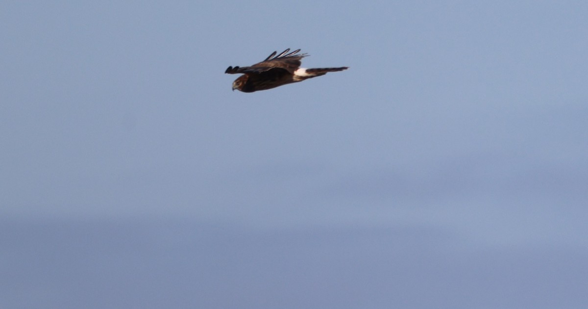 mørkmyrhauk - ML647714322