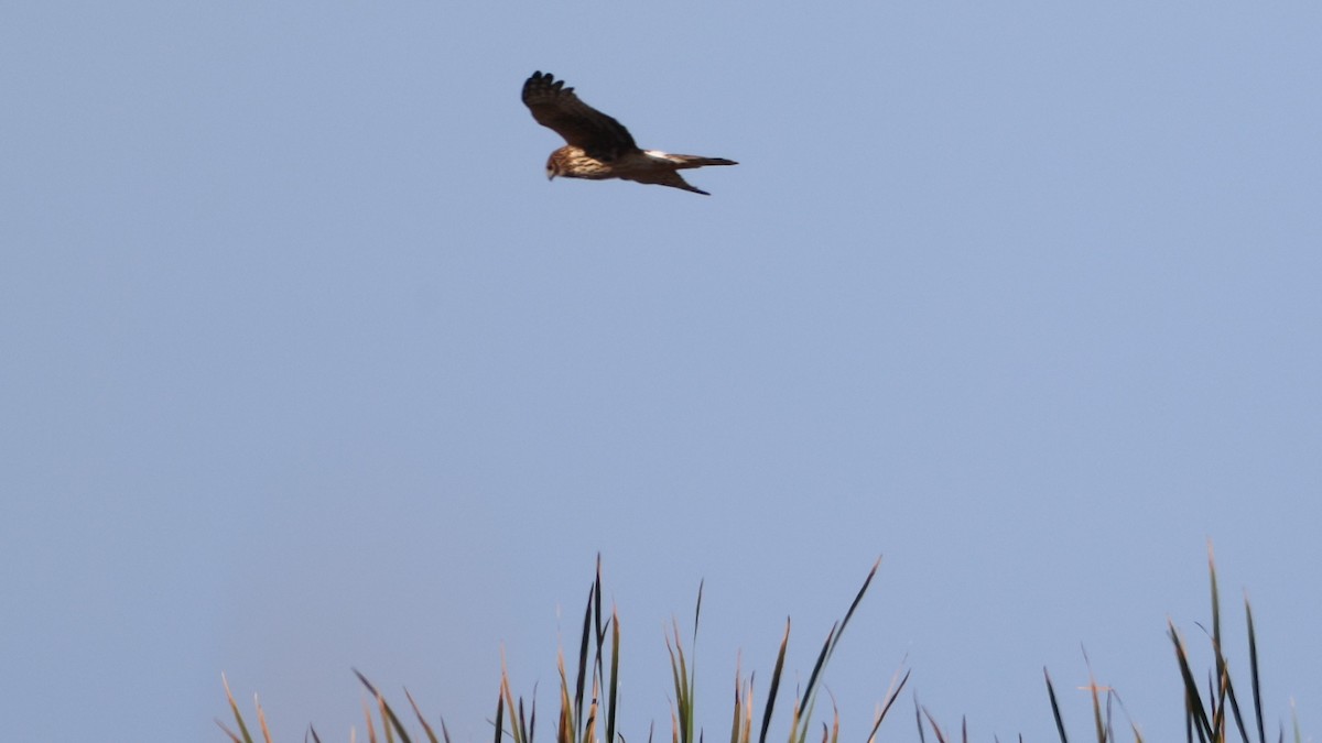 mørkmyrhauk - ML647714323