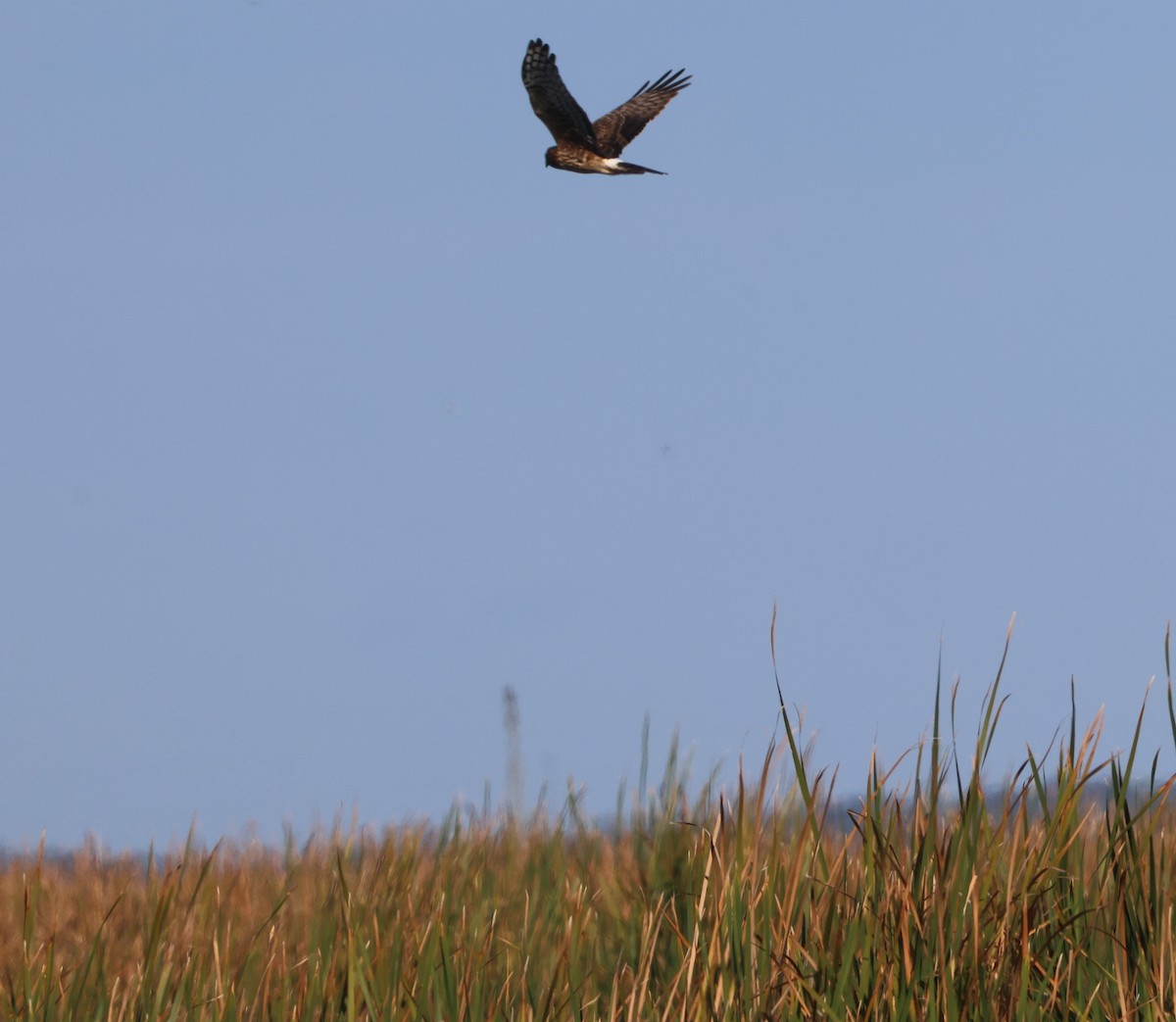 mørkmyrhauk - ML647714324