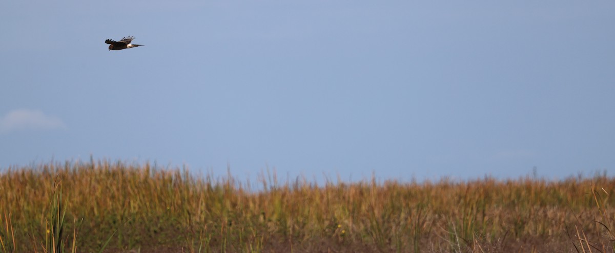 mørkmyrhauk - ML647714325