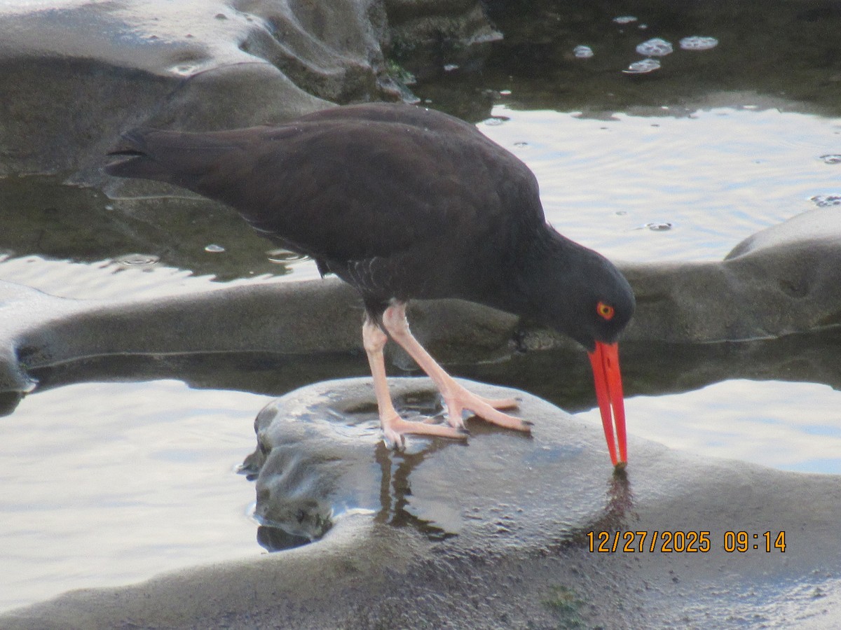 Кулик-сорока чорний - ML647714340