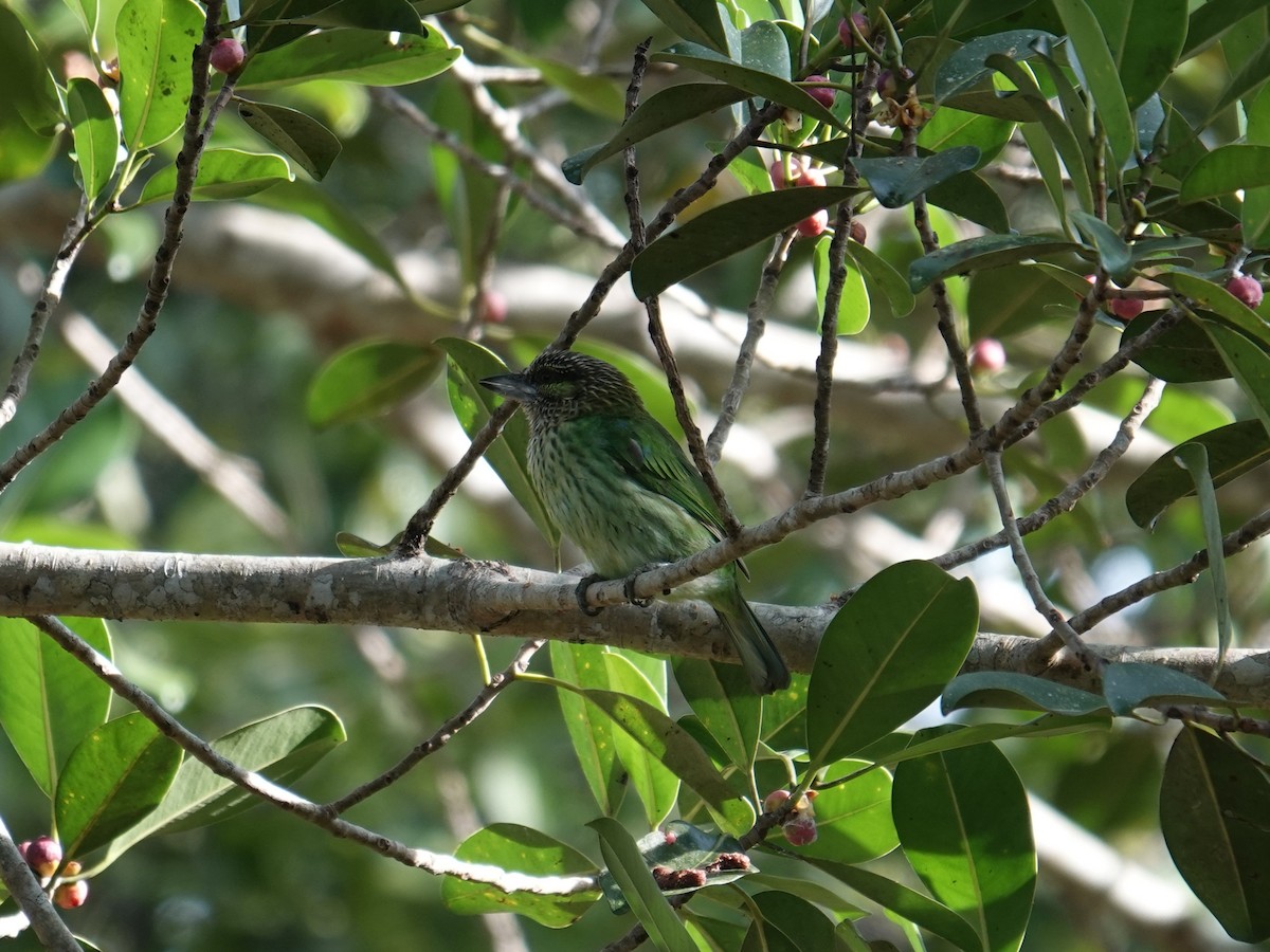 Бородастик зеленощокий - ML647714342