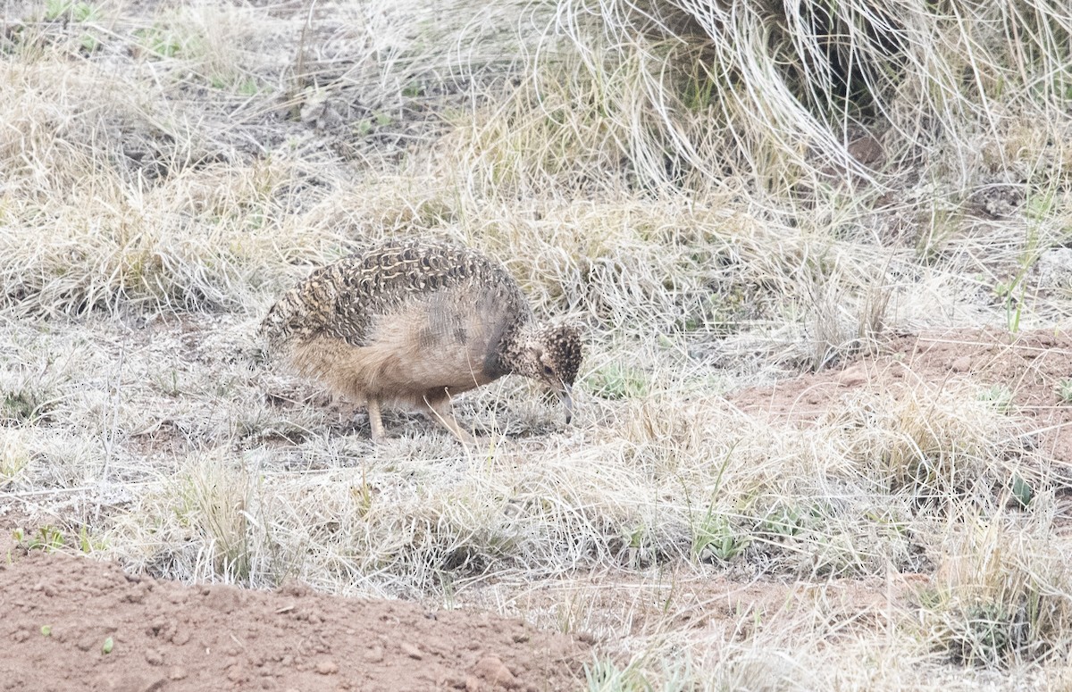 Інамбу рудогрудий - ML647714343