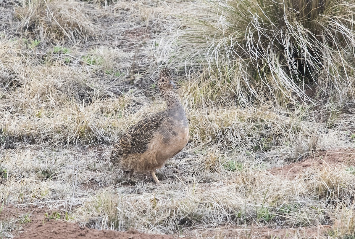 Інамбу рудогрудий - ML647714344
