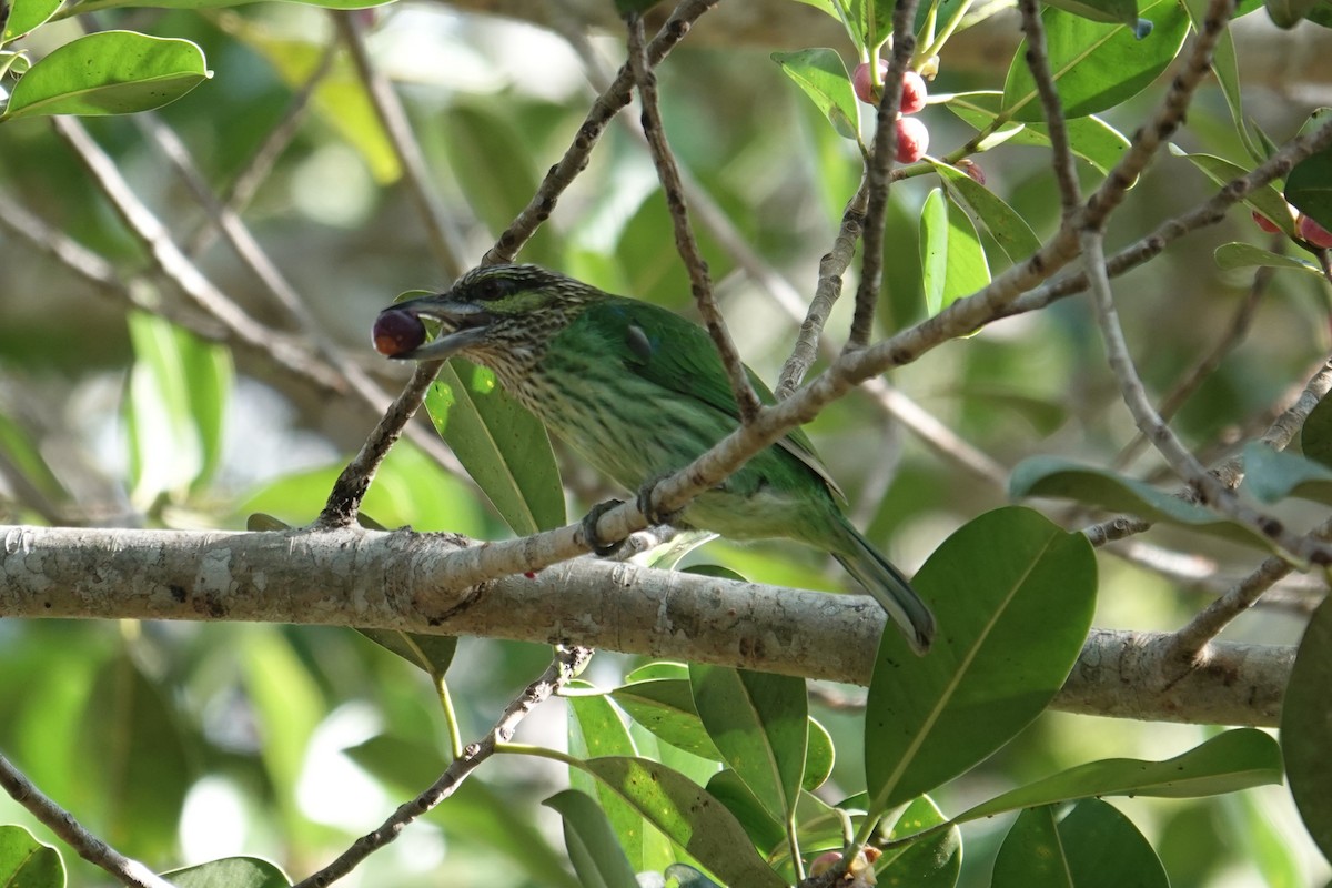 Бородастик зеленощокий - ML647714346