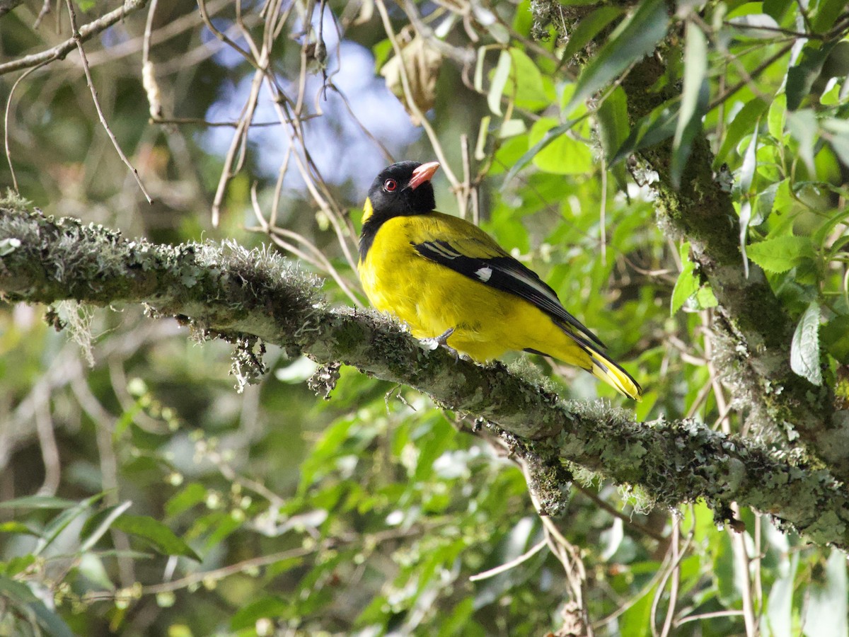 Вивільга південна - ML647714347