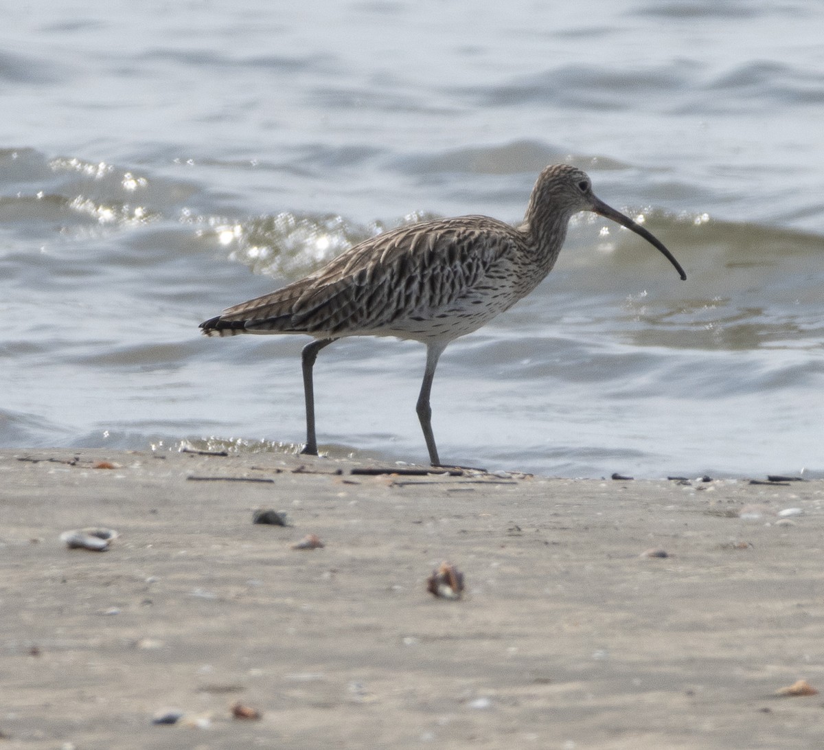 Кульон великий - ML647714348