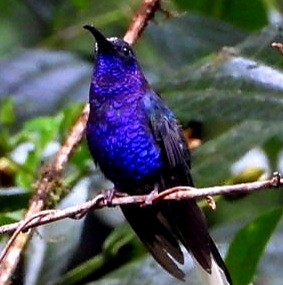 Колібрі-шаблекрил фіолетовий - ML647714349