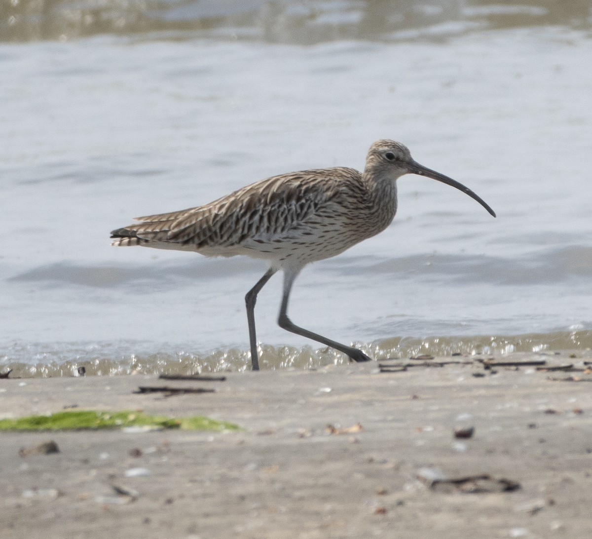 Кульон великий - ML647714353