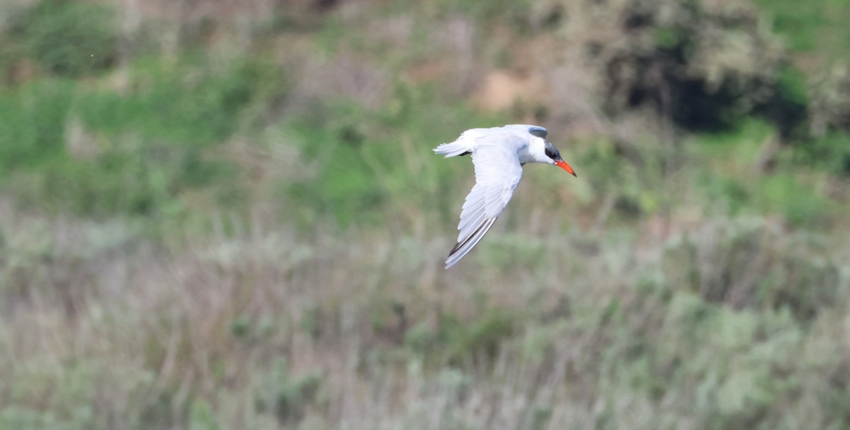 Крячок каспійський - ML647714355