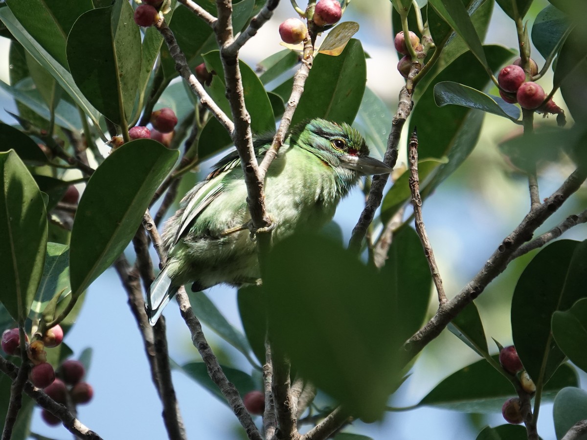 Бородастик чорновусий - ML647714356