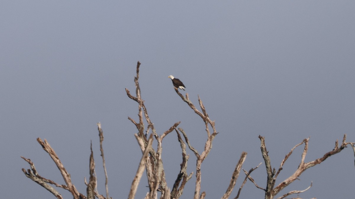 Орлан білоголовий - ML647714357