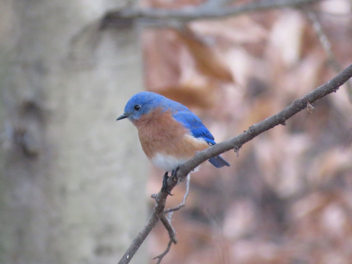Блакитник східний - ML647714360
