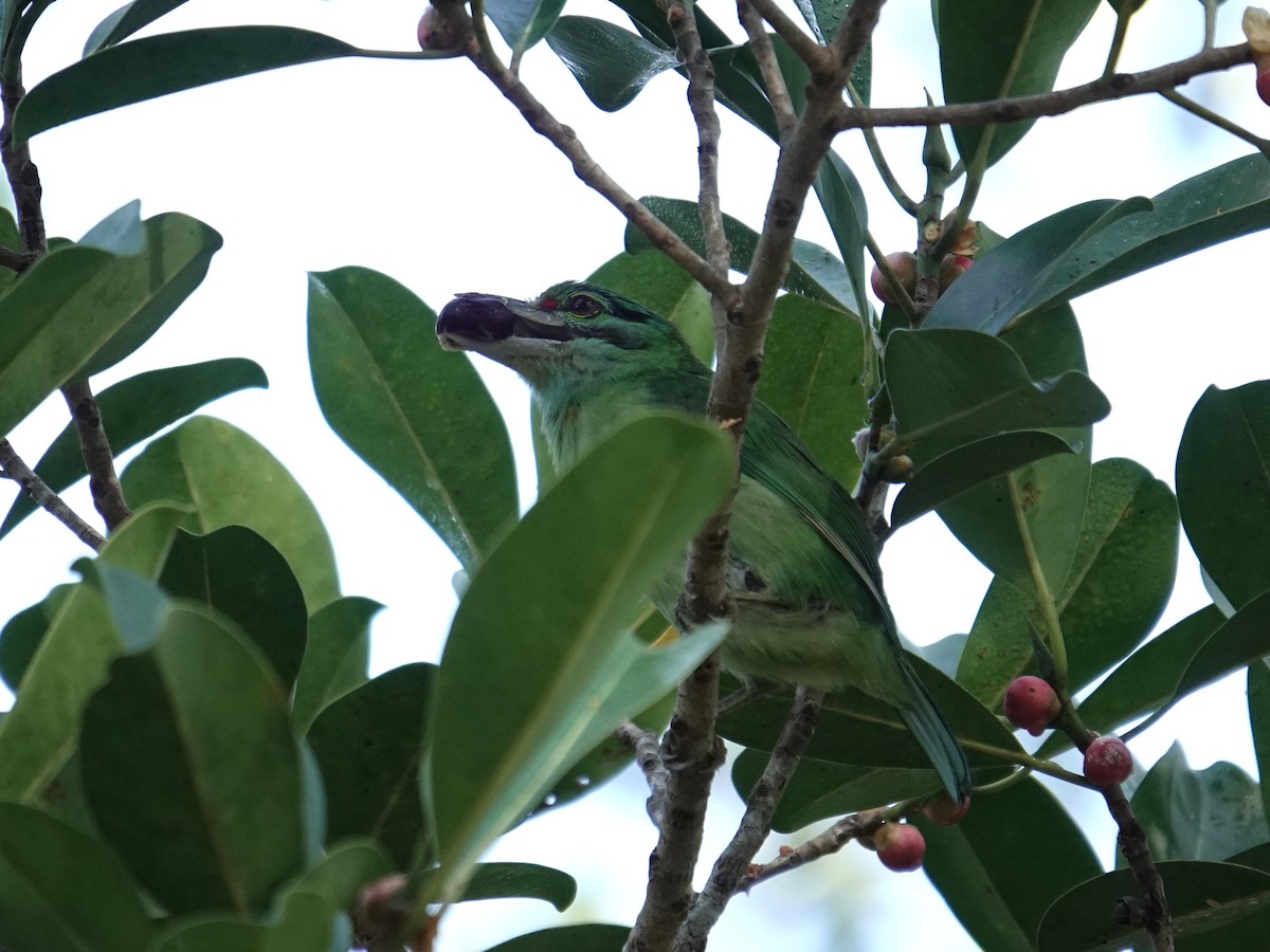 Бородастик чорновусий - ML647714361