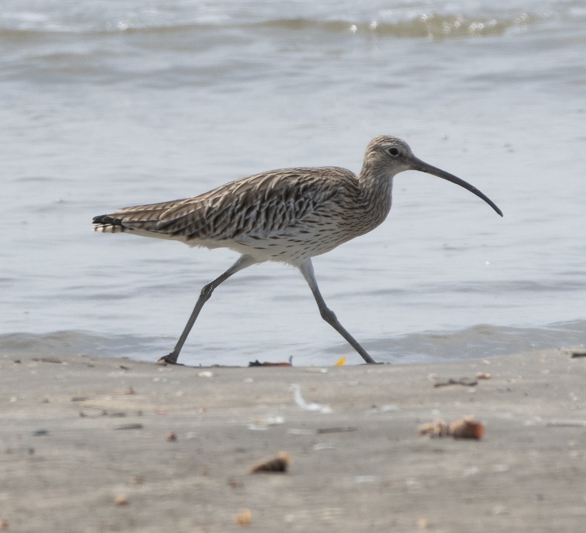 Кульон великий - ML647714362