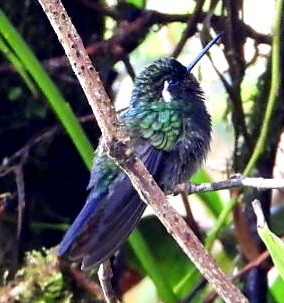 Колібрі-самоцвіт пурпуровогорлий - ML647714363