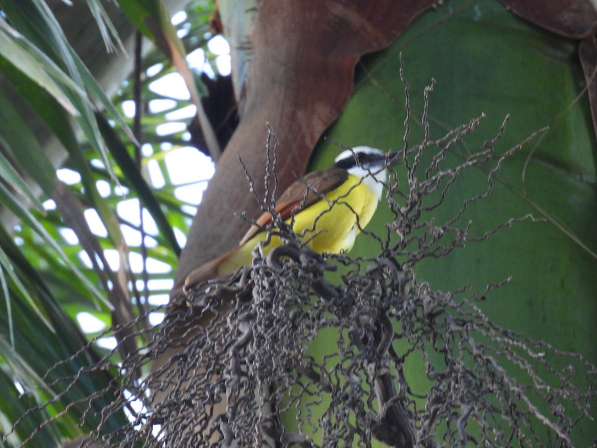 Пітанга велика - ML647714364