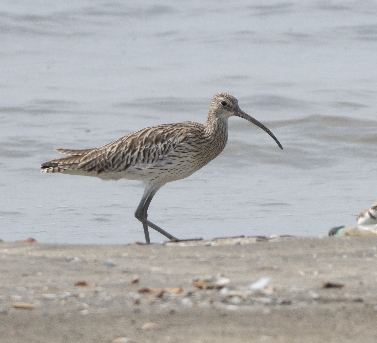 Кульон великий - ML647714366