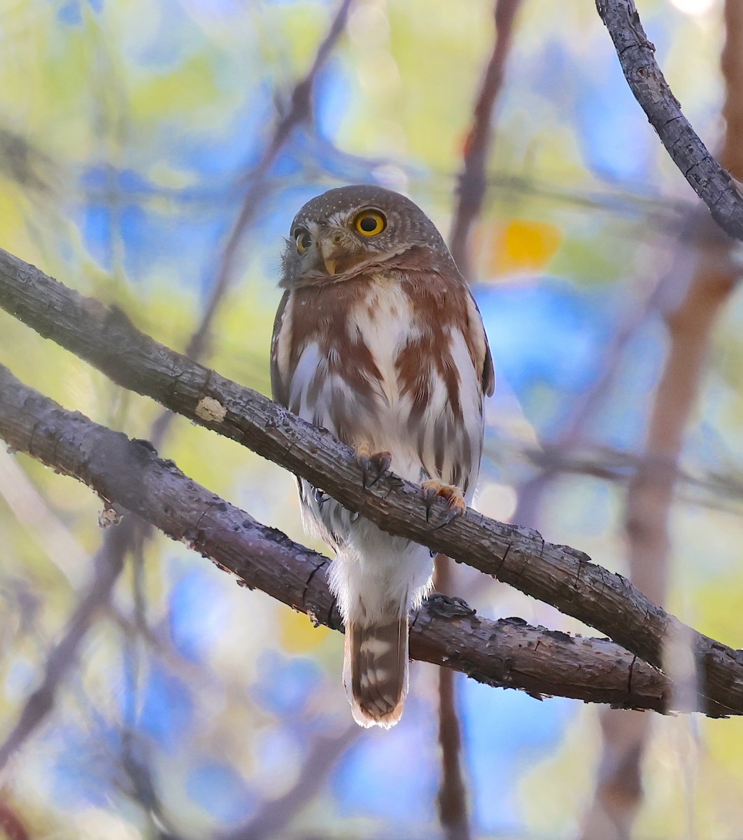 Сичик-горобець світлоголовий - ML647714368