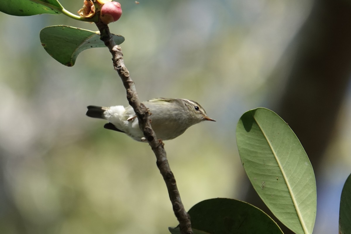 Вівчарик лісовий - ML647714371