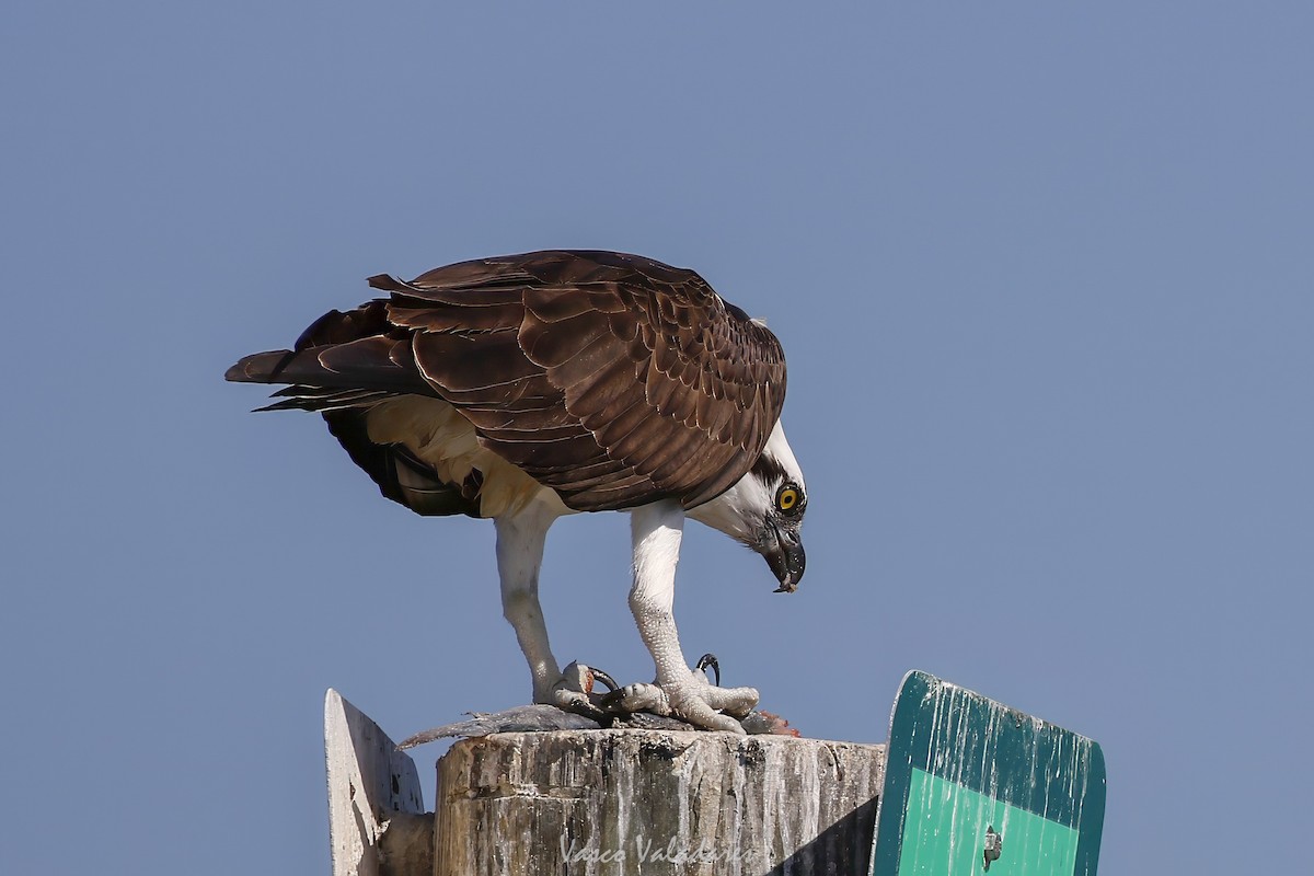 Скопа західна (підвид carolinensis) - ML647714372
