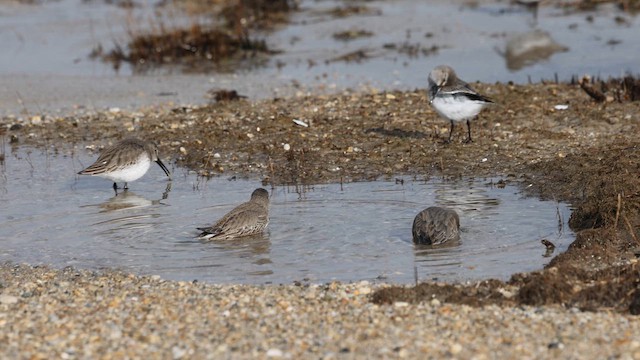 Correlimos Común - ML647714373