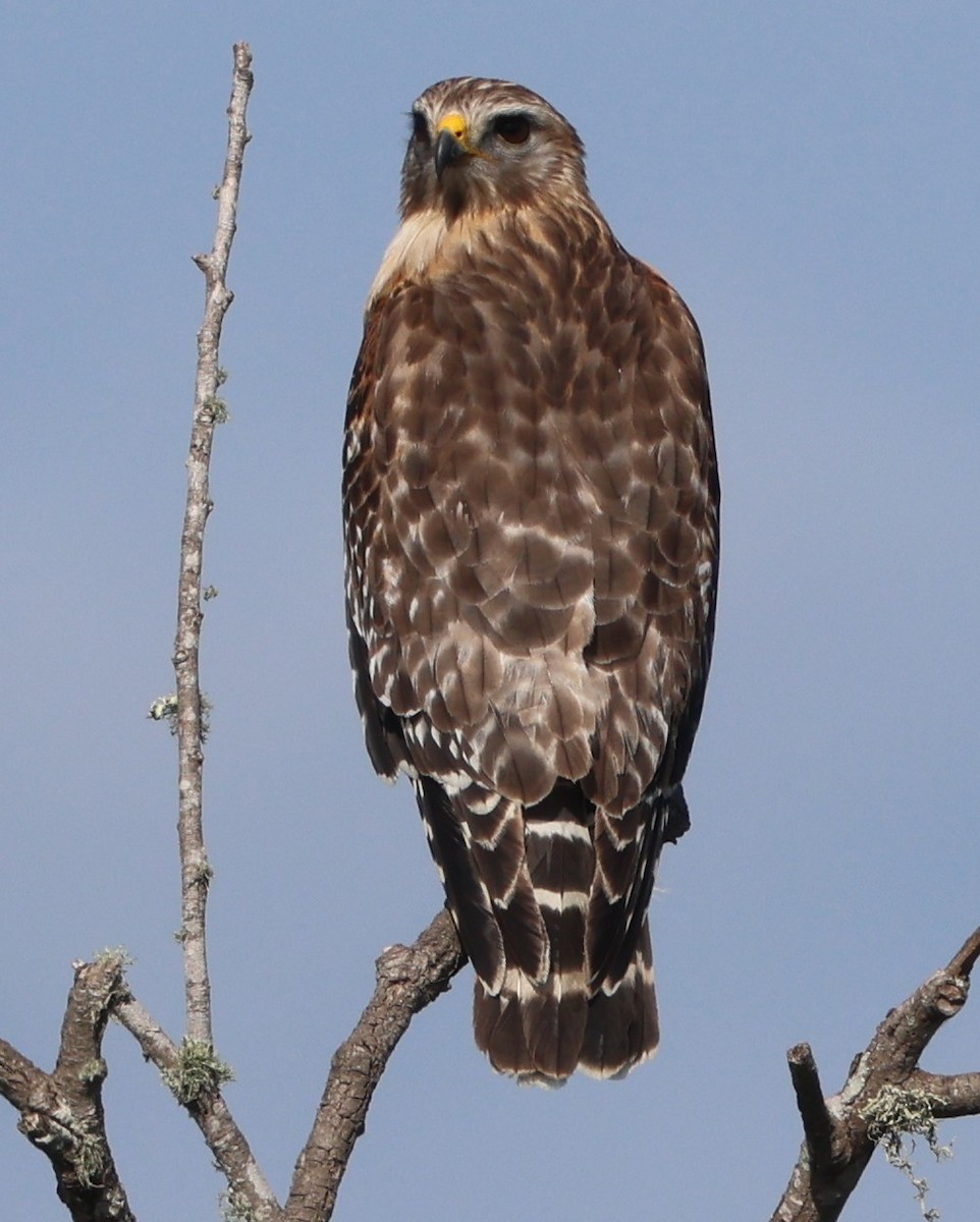 Канюк рудоплечий - ML647714374