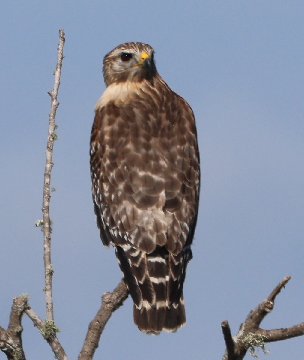 Канюк рудоплечий - ML647714375