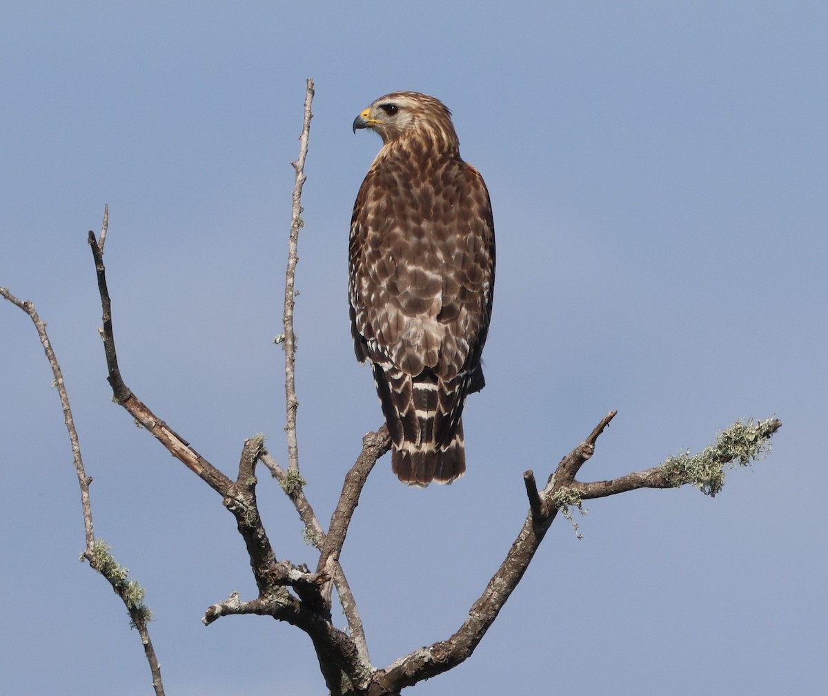 Канюк рудоплечий - ML647714376