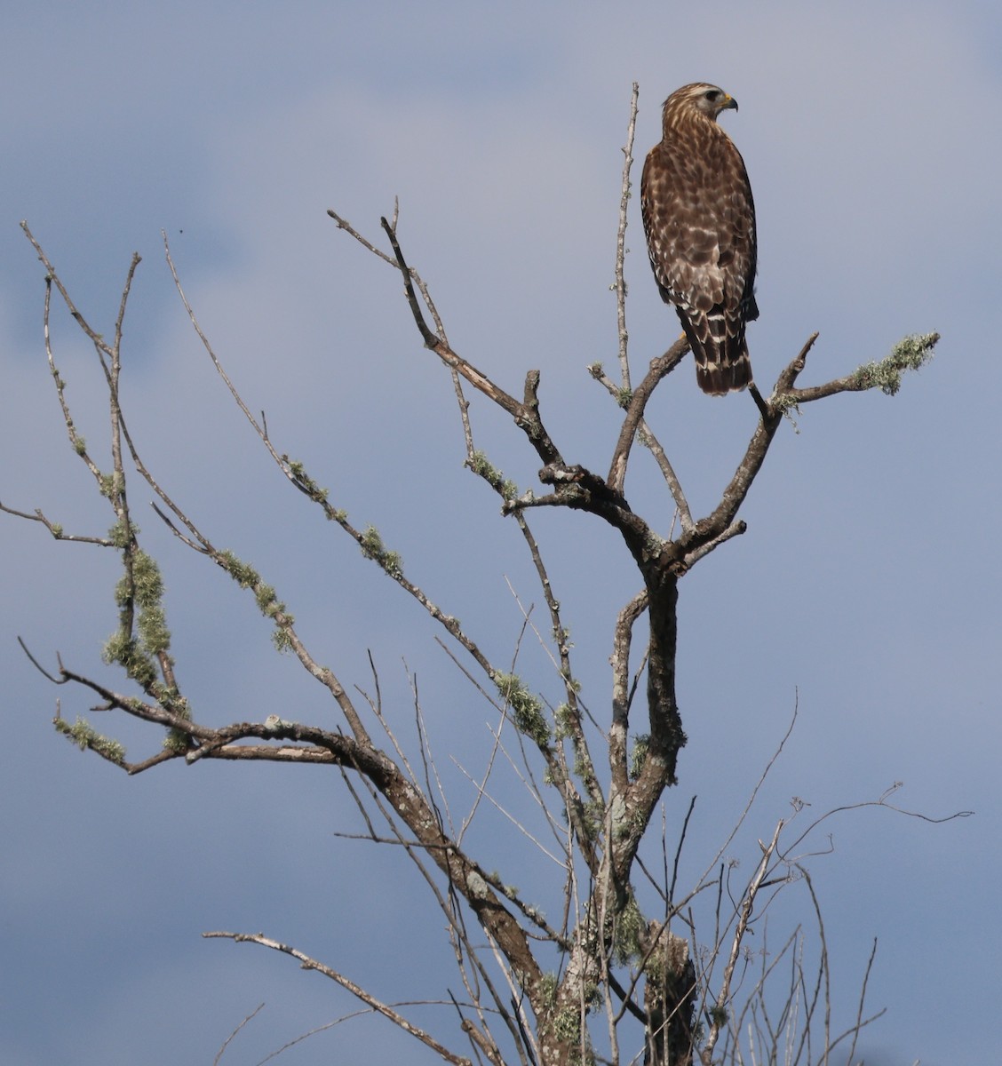 Канюк рудоплечий - ML647714377