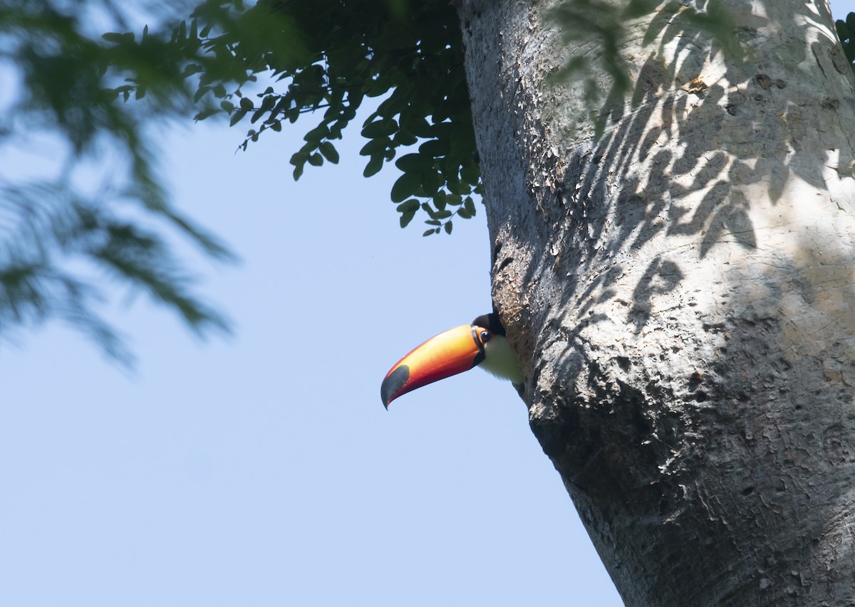 Toco Toucan - ML647714387