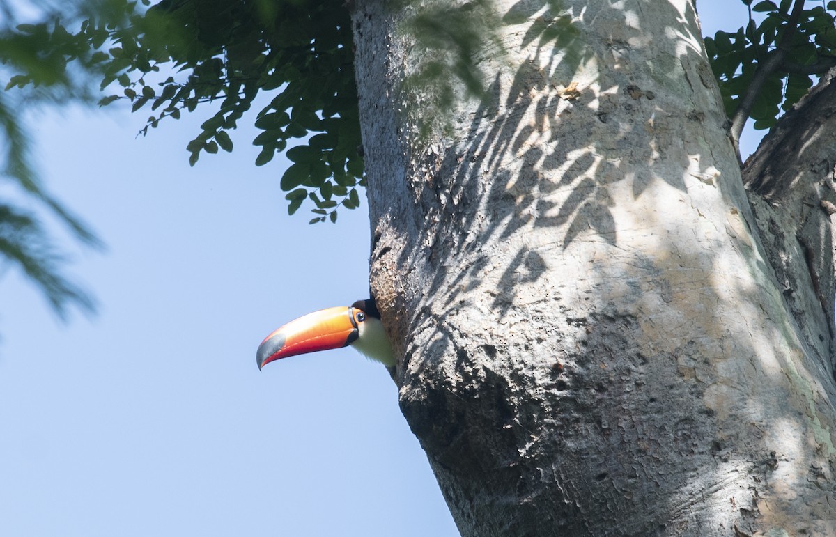 Toco Toucan - ML647714388
